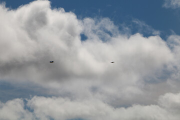 birds flying in the sky