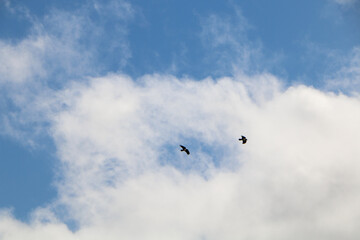 birds flying in the sky