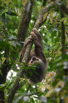 Two-toed sloth hanging from tree