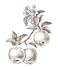 Apple tree branch with ripe fruits and flowers © Marina Gorskaya