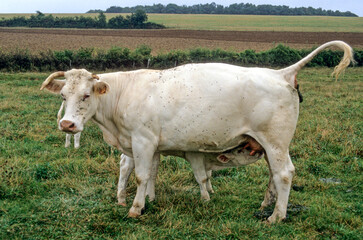 Vache, veau, race Charolaise