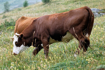 Vache, race Abondance, Alpes
