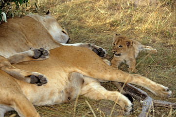 Lion, Panthera leo, Kenya