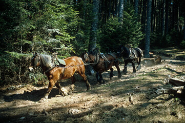 Débardage du bois par des chevaux, cheval de trait Cmontois, Forêt, Vosges, France
