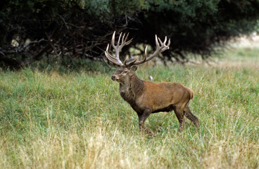 Cerf, Cervus elaphus