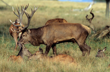 Cerf, biche, Cervus elaphus