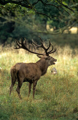 Cerf, Cervus elaphus