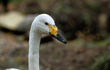 Cygne de Bewick, Cygne siffleur,.Cygnus columbianus, Tundra Swan