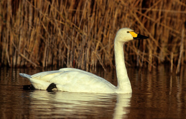 Cygne de Bewick, Cygne siffleur,.Cygnus columbianus, Tundra Swan