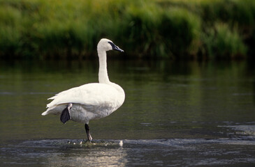 Cygne trompette,.Cygnus buccinator , Trumpeter Swan, parc national du yellowstone, USA
