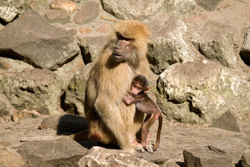 Singe hamadryas, femelle et jeune , Papio hamadryas