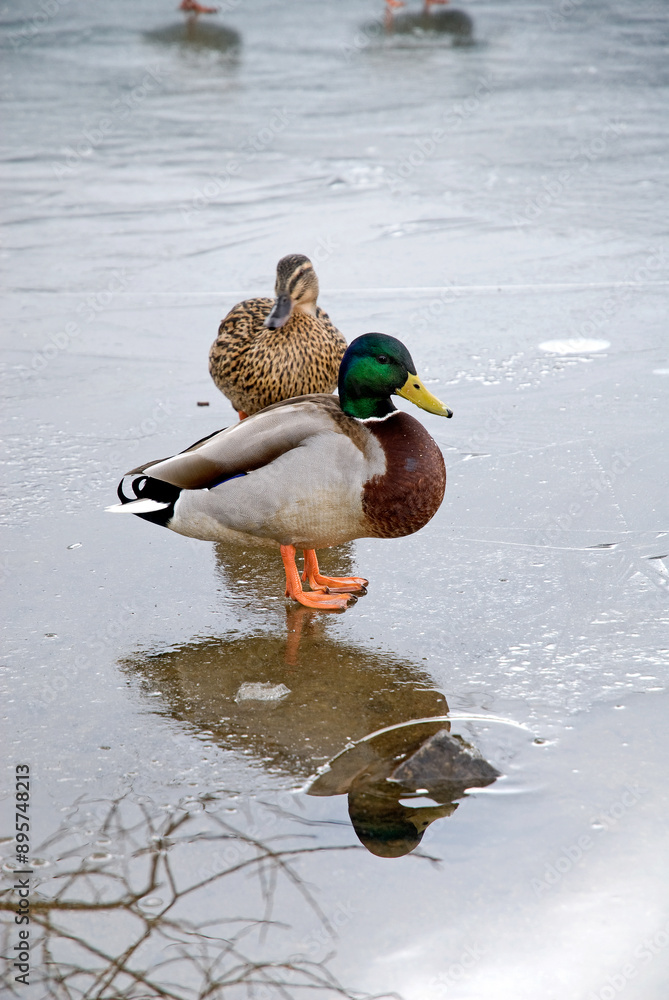 Wall mural Canard colvert, Anas platyrhynchos, glace