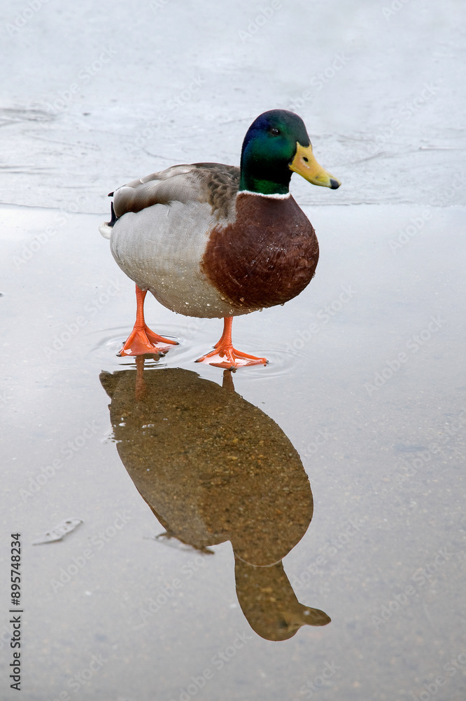 Wall mural Canard colvert, Anas platyrhynchos, glace