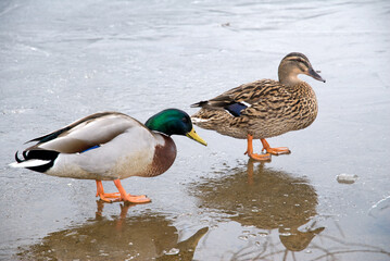 Canard colvert, Anas platyrhynchos, glace