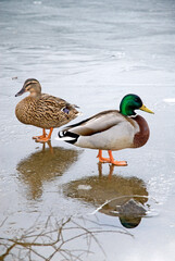 Canard colvert, Anas platyrhynchos, glace