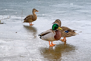 Canard colvert, Anas platyrhynchos, glace