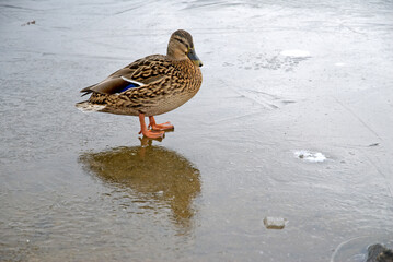 Canard colvert, Anas platyrhynchos, glace