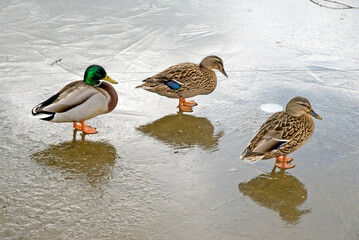 Canard colvert, Anas platyrhynchos, glace