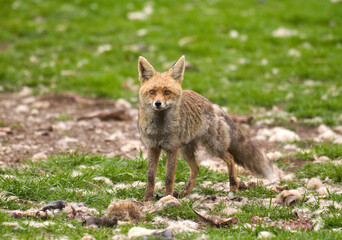 Renard roux; vulpes vulpes