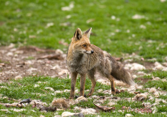 Renard roux; vulpes vulpes