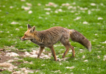 Renard roux; vulpes vulpes