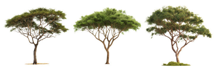 Set of Acacia Trees Isolated on Transparent Background png