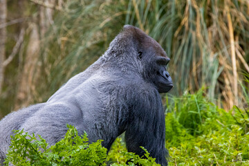 West lowland gorilla