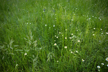 green lawn with wild flowers summer nature