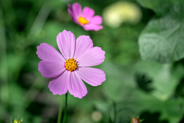 Obraz premium Cosmos flower is pink in the garden in closeup. A beautiful flowering plant in a flower bed in the park 