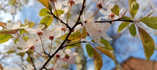 A beautiful close-up of cherry blossoms captured on a street in Hamburg. This photo showcases the delicate petals and vibrant colors of spring flowers in full bloom, making it perfect for nature enthu