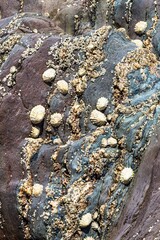 Shells on sea rocks and cliffs