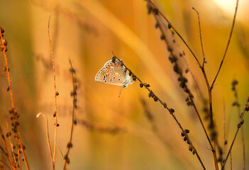  Motyl Modraszek Ikar , zbliżenie, zachód słońca, tapeta, dekoracja. © mycatherina