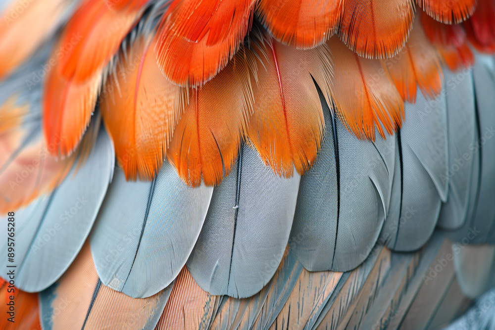 Poster close-up of the feathers on an american red lopez chicken, showing detailed patterns and textures in