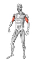 Biceps muscles in the human muscular system