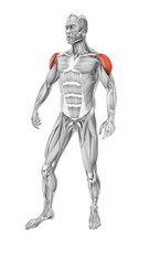  Deltoid muscles in the human muscular system