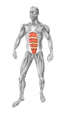 Rectus abdominis muscles in the human muscular system