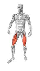 Rectus femoris muscles in the human muscular system