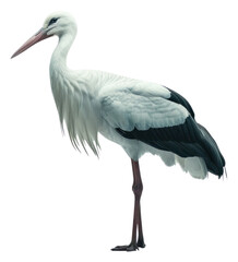 PNG Elegant stork in minimalist setting.