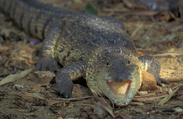 INDIA KARNATAKA MYSORE ZOO