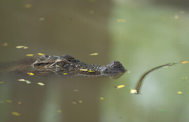 INDIA KARNATAKA MYSORE ZOO