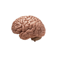 3D Medical Brain Highlighted Background View of brain shape