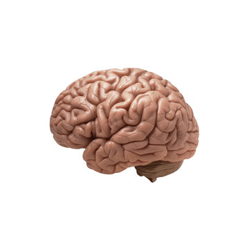 3D Medical Brain Highlighted Background View of brain shape