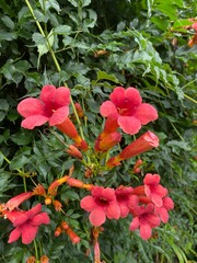 red flowers in the garden