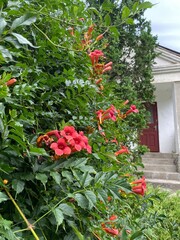 red flowers in a garden