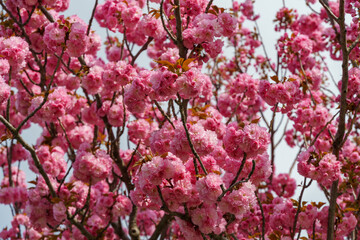 Close-up Prunus 'Kanzan' (Prunus serrulata or Prunus lannesiana) pink flowers in City park Krasnodar. Galitsky Park in spring 2024. Japanese cherry flowers as wallpaper background. Selective focus