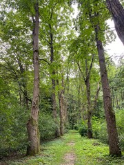Fototapeta premium lonely path in the forest