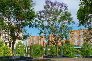 Branches of Jacaranda with purple flowers surrounded by green carved leaves on blurred background...