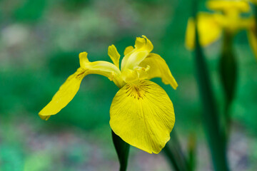 Yellow iris flowers (yellow flag) on blurred garden pond background. Selective focus close-up nature shot in spring garden. Landscape for any wallpaper. There is place for text