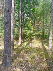 footpath in the woods