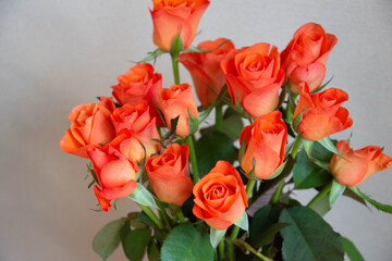 トロピカルアマゾン